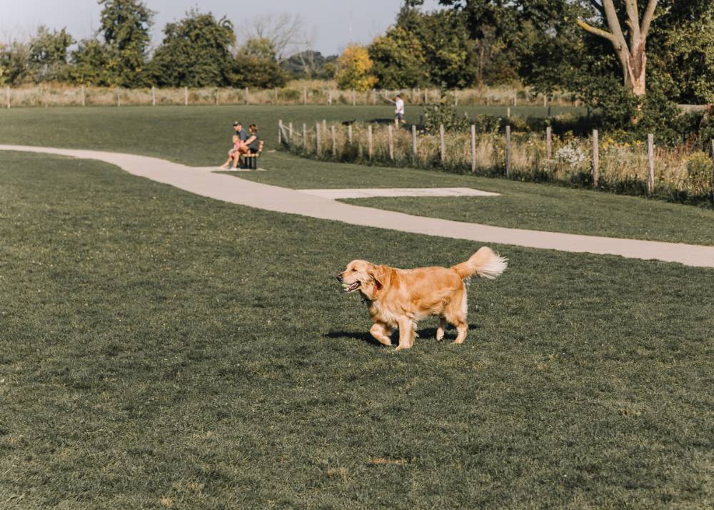 golden retriever walking through dog park